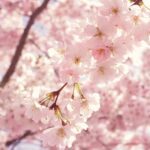 Discover the Beauty of Japanese Cherry Blossoms in 2023