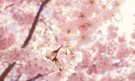 Discover the Beauty of Japanese Cherry Blossoms in 2023